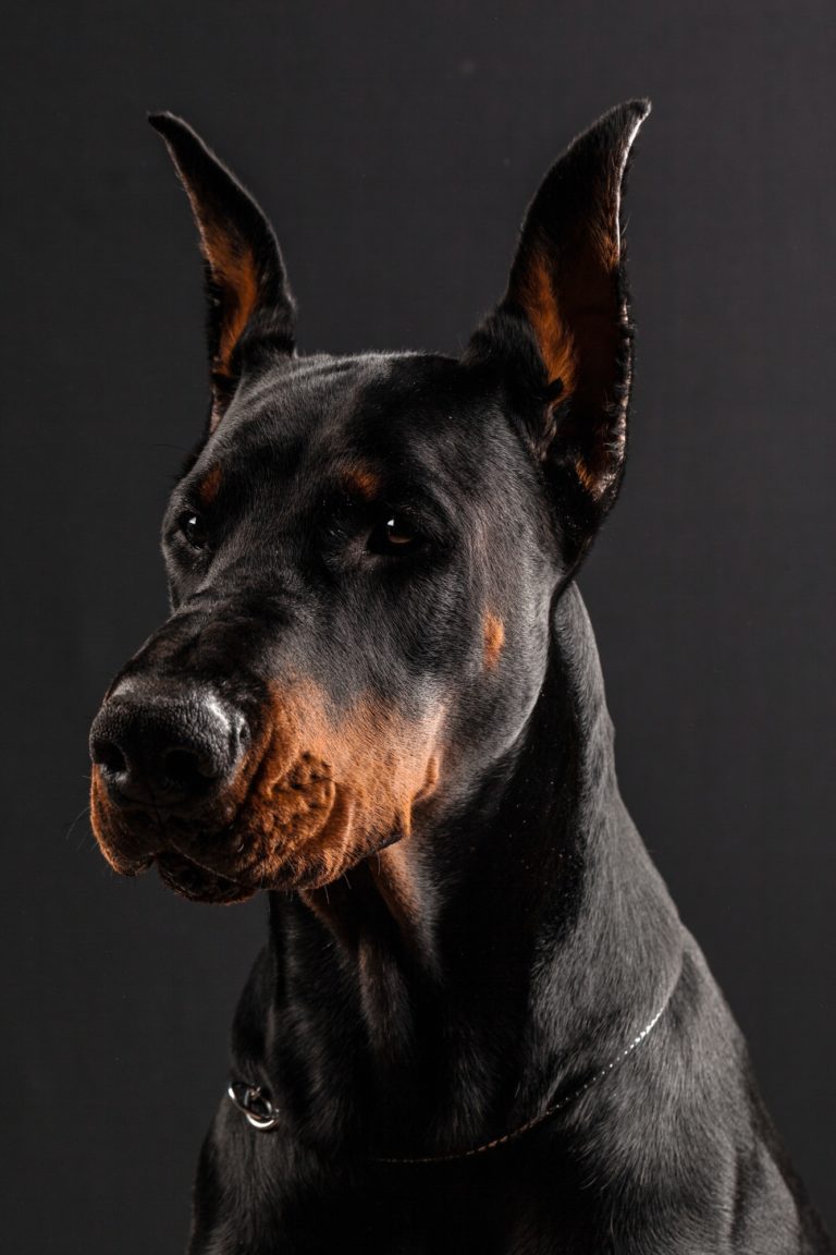 Doberman Pinscher portrait on black